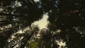 Задник к фильму "" #510304