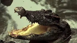 Задник к фильму "Экспедиция" #500808