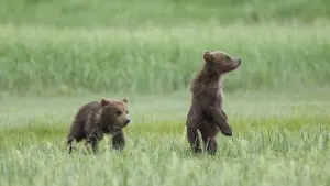 Задник к фильму "Медведи" #471332