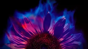 Задник к фильму "Фейерверк" #202349