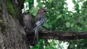 Задник к фильму "Le Chêne" #198308