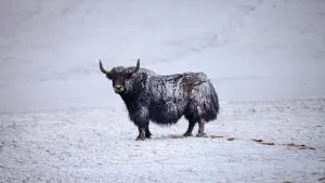 Задник к фильму "Рождённые в Китае" #436616