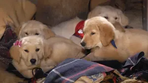 Задник к фильму "Снежная пятёрка" #426625