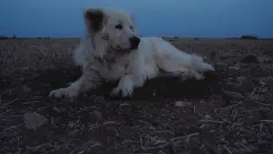 Задник к фильму "Crau" #777551