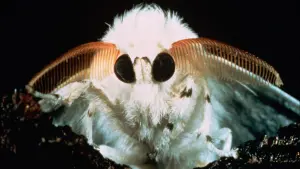 Задник к фильму "Микрокосмос" #460997