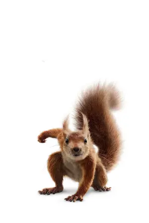 Постер к фильму "Флора и Улисс" #414613