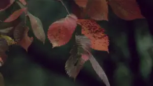 Задник к фильму "Солярис" #731558