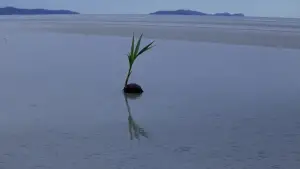 Задник к фильму "Тонкая красная линия" #650149