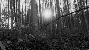 Задник к фильму "Ведьма из Блэр: Курсовая с того света" #697476