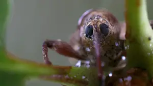 Задник к фильму "Le Chêne" #198302