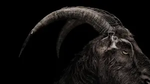 Задник к фильму "Ведьма" #251870