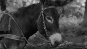 Задник к фильму "Наудачу, Бальтазар" #206227