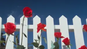 Задник к фильму "Синий бархат" #626879