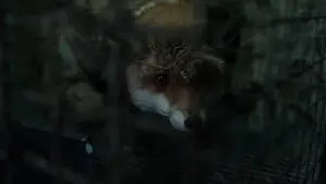 Задник к фильму "След зверя" #491803