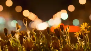 Задник к фильму "Адаптация" #671071