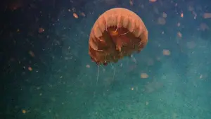 Задник к фильму "" #498499