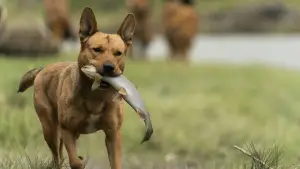 Задник к фильму "Добыча" #626093