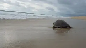 Задник к фильму "" #543134