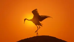 Задник к фильму "Земля: Один потрясающий день" #382402