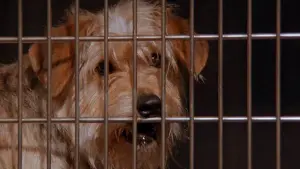 Задник к фильму "Флюк" #423485