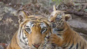 Задник к фильму "" #442906