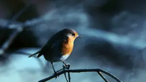 Задник к фильму "Гладиатор" #552968