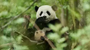 Задник к фильму "Моя панда" #590032