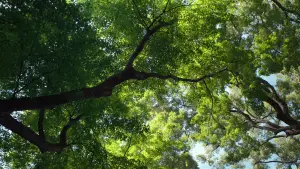 Задник к фильму "Идеальные дни" #529625