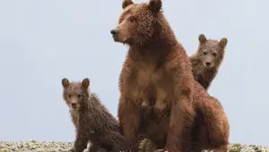 Задник к фильму "Медведи" #471334