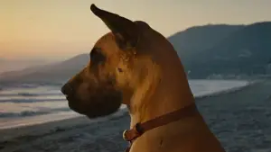 Задник к фильму "Мармадюк" #616763