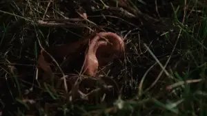 Задник к фильму "Вот это драма!" #815417
