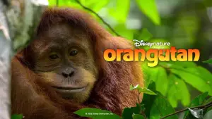 Задник к фильму "Orangutan" #817526