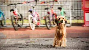 Задник к фильму "Бенджи" #404582