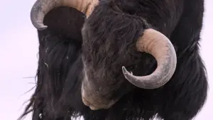 Задник к фильму "" #390745