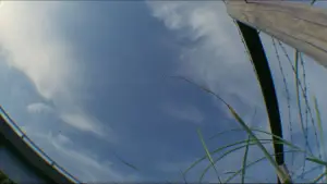 Задник к фильму "Одуванчик" #731106