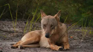 Задник к фильму "" #449067