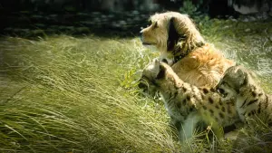 Задник к фильму "Бенджи потерялся" #415127