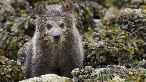 Задник к фильму "Медведи" #471335