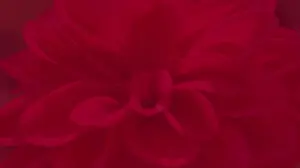 Задник к фильму "Зона интересов" #502637