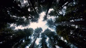 Задник к фильму "Древо жизни" #266195