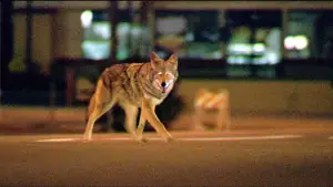 Задник к фильму "Соучастник" #625930