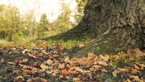 Задник к фильму "Le Chêne" #198338