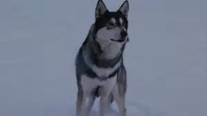 Задник к фильму "Нечто" #599900