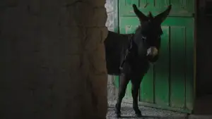 Задник к фильму "Банши Инишерина" #693700