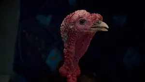 Задник к фильму "" #654829