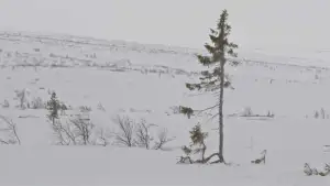 Задник к фильму "Un arbre és un arbre" #794814