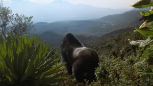 Задник к фильму "A Gorilla Story: Told by David Attenborough" #832785
