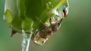 Задник к фильму "Le Chêne" #198319