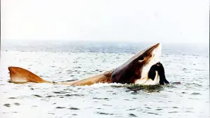 Задник к фильму "" #388140