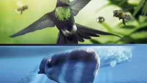 Задник к фильму "Земля: Один потрясающий день" #382406